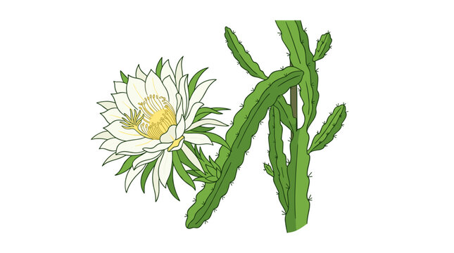 Dragon Fruit Flower Blooming on a Cactus Stem PNG Isolated on transparent background