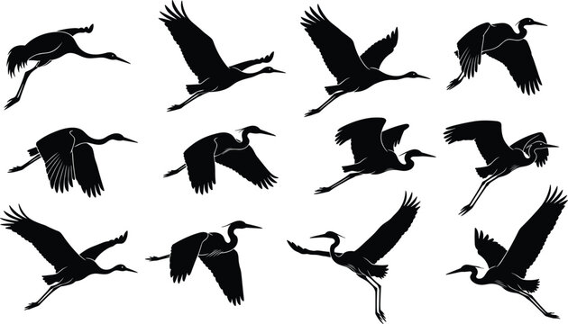 Silhouettes of cranes and herons in flight, showcasing elegant wing movements, bird anatomy, and dynamic motion for nature design inspiration
