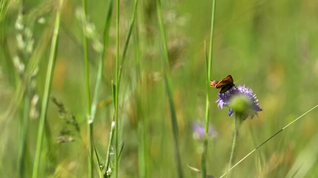 Skipper Butterfly and Bee Territorial Interaction on Scabiosa - 4K Macro Wildlife B-Roll