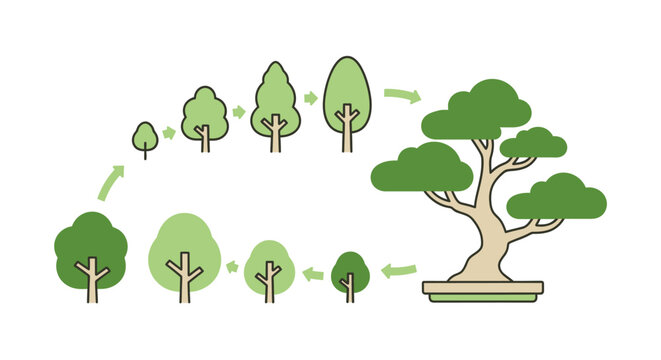 Bonsai Tree Growth Stages.