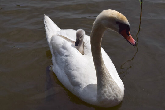 A mute swan carries her cygnet on her back in a pond. 