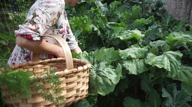 Close-up of a woman picking large green kale or cabbage leaves from the plant and placing them into a wooden basket in a sustainable garden plot.