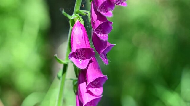 Purple foxglove plant in the Pilat Regional Natural Park, Loire, commune of Veranne on May 28, 2026.