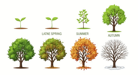 Fototapeta premium Trees in Different Seasons.