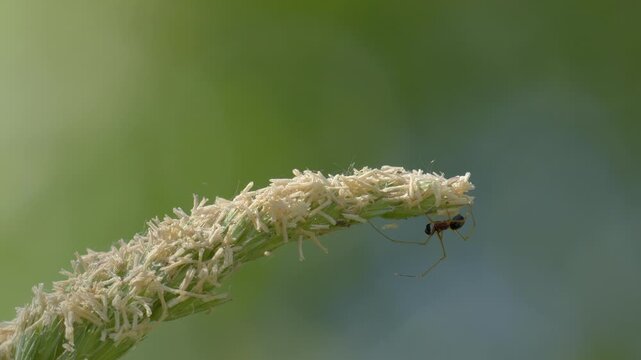 Small Linyphiidae Spider Crawling on Flowering Grass - 4K Macro Wildlife B-Roll