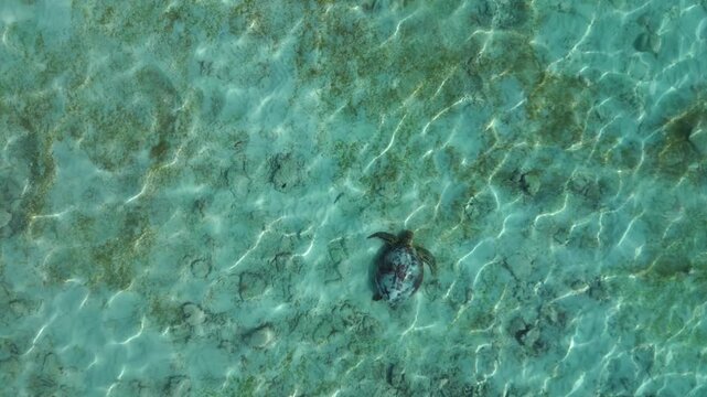 wild Sea turtle swimming in blue clear ocean water. Magic aerial view drone