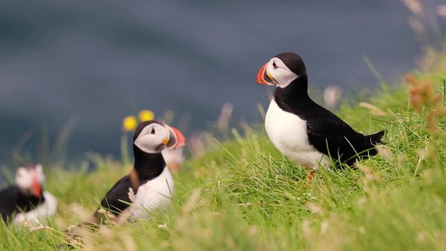 atlantic puffin or common puffin iceland