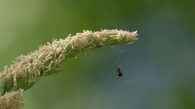 Linyphiidae Spider Climbing Up Its Silk Thread to Flowering Grass - 4K Macro Wildlife Shot