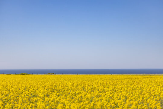 Minimalist Landscape of a Vibrant Yellow Rapeseed Field Overlooking the Ocean in Normandy, France