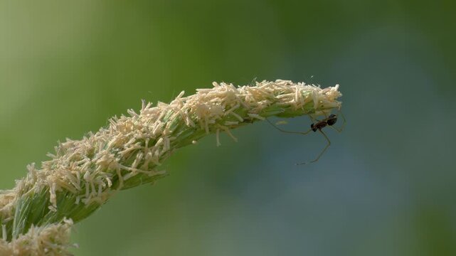 Linyphiidae Spider Rappelling Down from Flowering Grass - 4K Macro Wildlife Shot