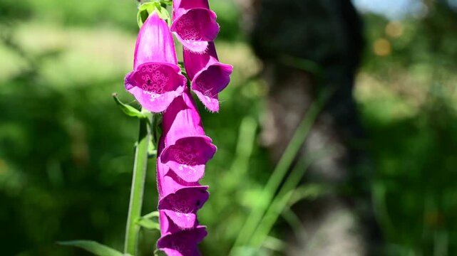 Purple foxglove plant in the Pilat Regional Natural Park, Loire, commune of Veranne on May 28, 2026.