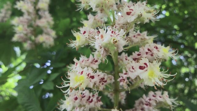 Inflorescence of small flowers on a blooming Horse Chestnut tree swaying in the wind against dense green foliage.