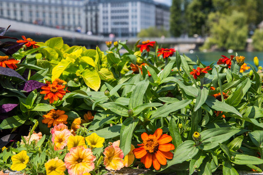 flower decoration in the city of Genova in Swiss