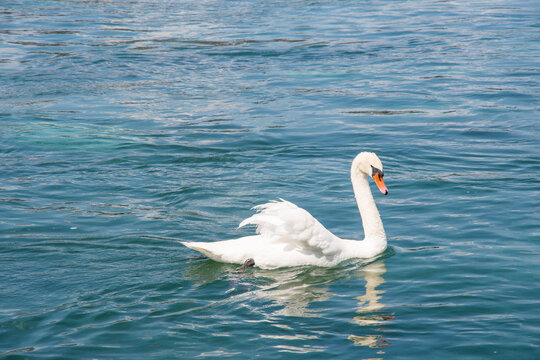 Swan on the lake on a summer day