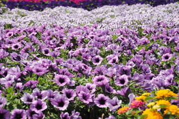 Obraz premium Purple Petunias