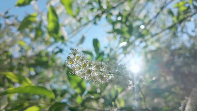 Sunrays breaks through a inflorescence of white flowers and buds of a blooming Chokecherry tree, branches swaying in the wind against a blue sky, baklit by the sun
