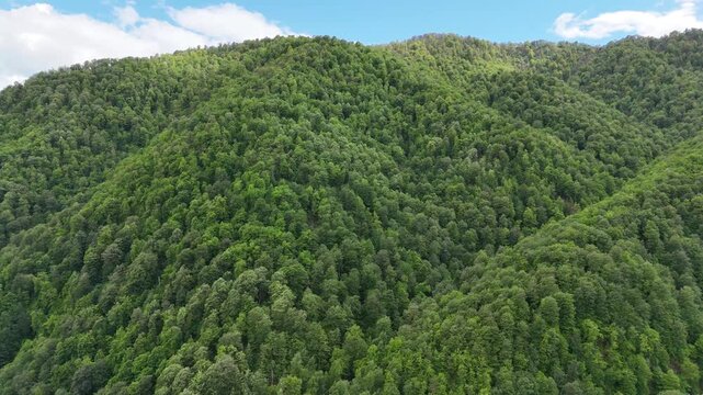 Cinematic aerial drone footage of lush green forested mountains in summer, scenic 4K nature landscape.