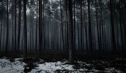 dark forest © NaturePhoto