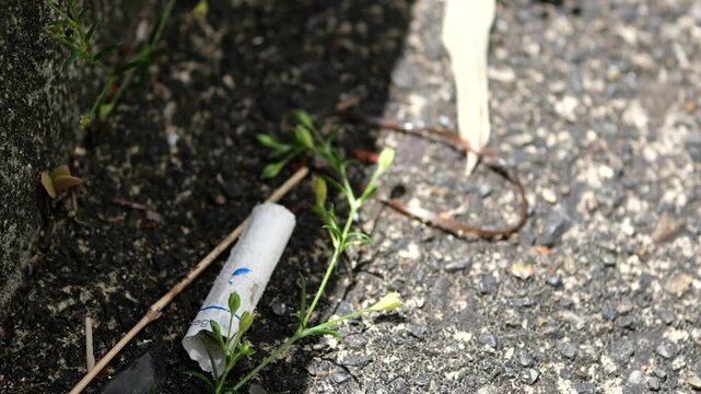 Cigarette butt with small green plant, environmental pollution concept