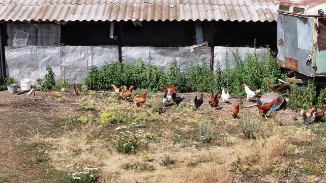 Aerial view of free-range chickens and roosters pecking and roaming in a grassy yard next to a rustic barn and old trailer on a sunny day.

