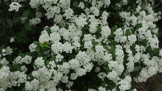 Delicate white spirea blossoms and fresh green leaves sway gently in the breeze. Shot on a tripod, this photo conveys an elegant, pure, and romantic mood, perfect for wedding invitations,