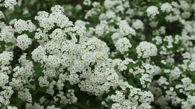 Delicate white spirea blossoms and fresh green leaves sway gently in the breeze. Shot on a tripod, this photo conveys an elegant, pure, and romantic mood, perfect for wedding invitations,