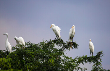 Obraz premium A flock of Cattle egrets sitting on a tree. Bird watching enthusiasts, have you ever seen a majestic flock of Cattle Egrets perched on a tree? These beautiful avian creatures with their long legs and 