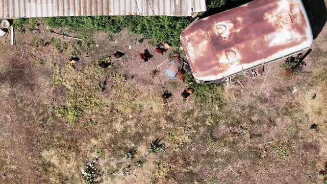 Aerial view of free-range chickens and roosters pecking and roaming in a grassy yard next to a rustic barn and old trailer on a sunny day.

