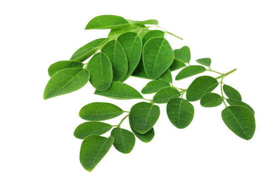 Moringa Oleifera Fresh Green Leaves
