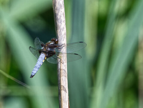 broad bodied chaser on stem