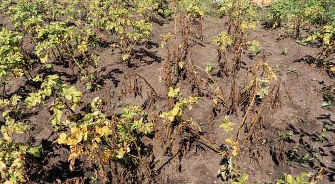 Potato plants in garden experiencing late blight disease, impacting agricultural crop health causing plant damage. Crop infestation, problems