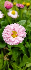Beautiful pink English daisy (Bellis perennis) flower with water drops after rain on a blurred green grass background. © Marina Morenova