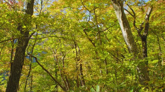 蔵王エコーライン 滝見台 展望台の紅葉 Autumn foliage at Takimidai Observation Deck on Zao Echo Line