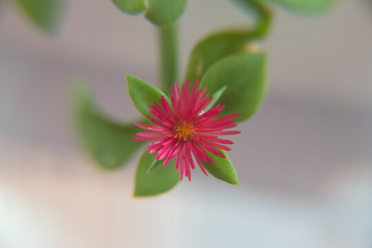 Aptenia cordifolia, flowering plants in the family Aizoaceae, with pink flowers