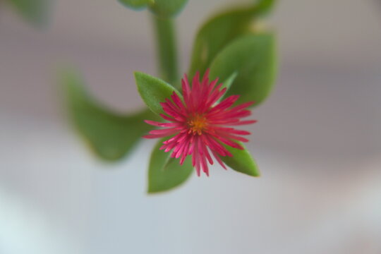 Aptenia cordifolia, flowering plants in the family Aizoaceae, with pink flowers