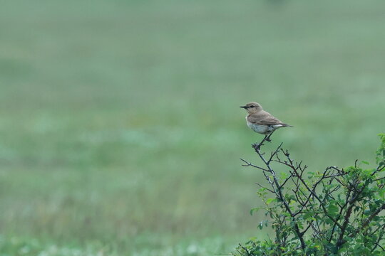 Isabelline Wheatear. Oenanthe isabellina