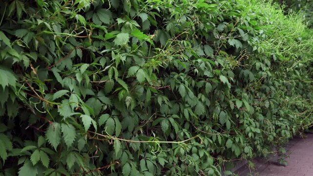 A dense green wall of lush wild grapevines rustles softly in the gentle summer breeze. The video was shot on a tripod. It offers a fresh, balanced, and calming atmosphere, perfect for blogs about gard
