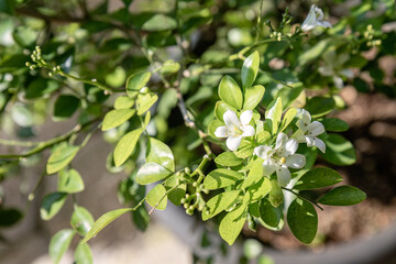 Naklejka premium White jasmine flowers and buds on potted garden shrub. Bright outdoor foliage with fresh ornamental blossoms. Natural botanical scene for home gardening content