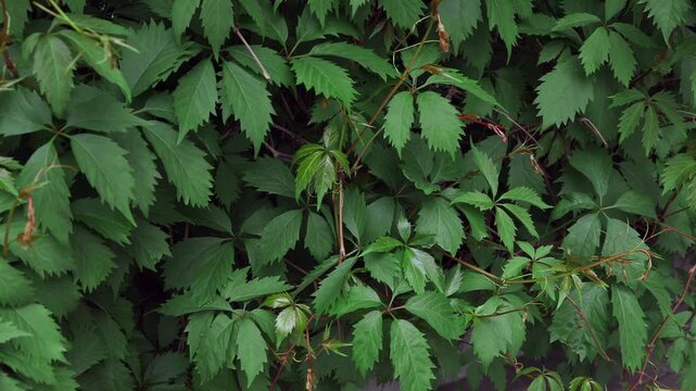 A close-up view of a green foliage wall with lush wild grape ivy leaves gently rustling under a soft summer breeze. The camera remains completely still