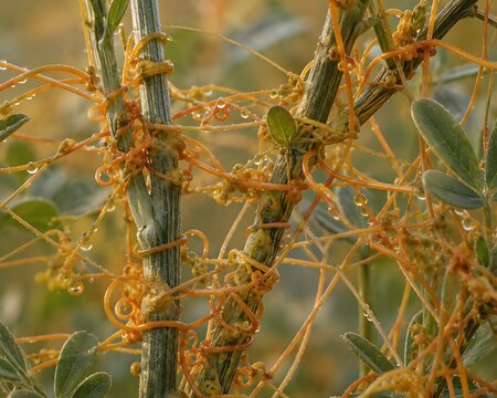 Macro of Cuscuta campestris orange thread-like stems twisting around alfalfa host with haustorial penetration points visible