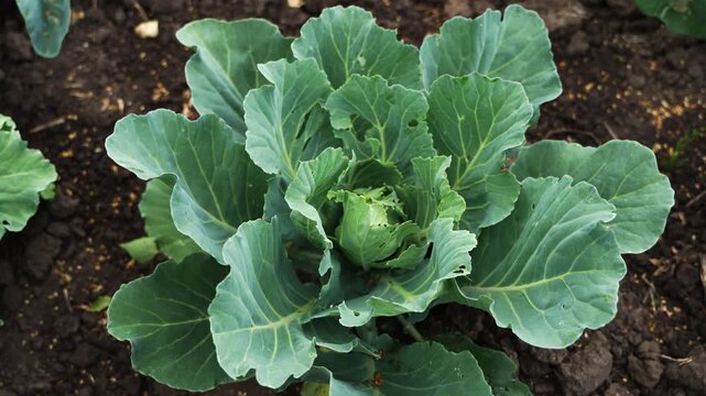 Green cabbage growing in an agricultural field, top view of a young plant forming a head in the garden soil