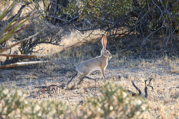 Black-tailed jackrabbit in desert habitat at Joshua Tree California © kyungjin