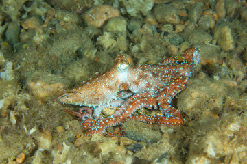 Night Hunter: White-spotted Octopus (Callistoctopus macropus) on rocky seabed, Costa Brava, Spain © Maria