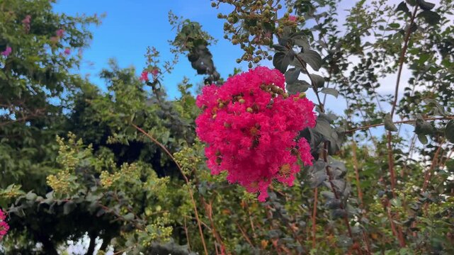 Video of blooming pink crape myrtle flowers in a lush garden surrounded by green foliage. Bright floral scene representing tropical nature, summer and botanical beauty.