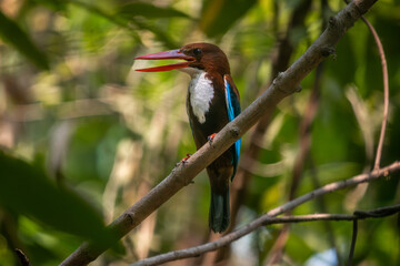Fototapeta premium White throated kingfisher perched on a branch with vibrant blue wings rich brown head and bright red beak in natural daylight.