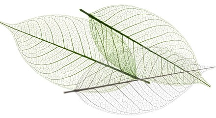 Obraz premium Delicate leaf veins skeleton isolated on white background for botanical study or design