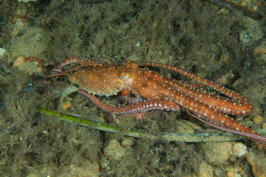 Elusive Hunter: White-spotted Octopus (Callistoctopus macropus) crawling on the seabed, Spain
