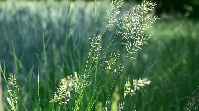 Agricultural field with grasses and wind in the Pilat Regional Natural Park, Loire, commune of Veranne on May 28, 2026.