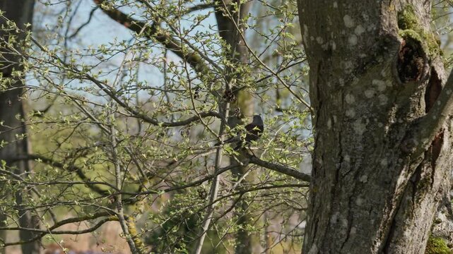 A fieldfare Turdus pilaris  sits on a tree branch in a spring forest. The bird's speckled plumage stands out against the blue sky. Thrush