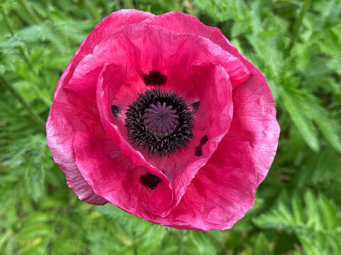 Poppy pink flower papaver orientale.